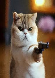 Cat meme' Poster, picture, metal print ...