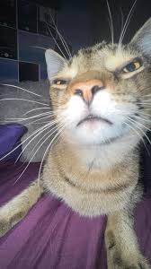 i keep seeing non cat memes or cat ...