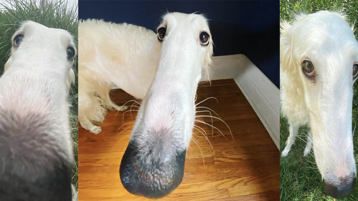 Borzoi / Long Nose Dog