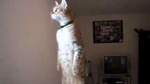 Standing Cat